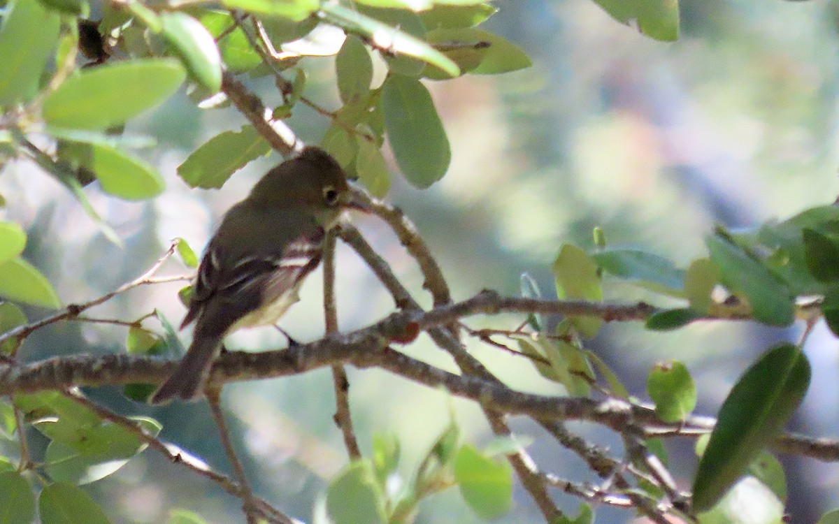 Western Flycatcher - ML635210093