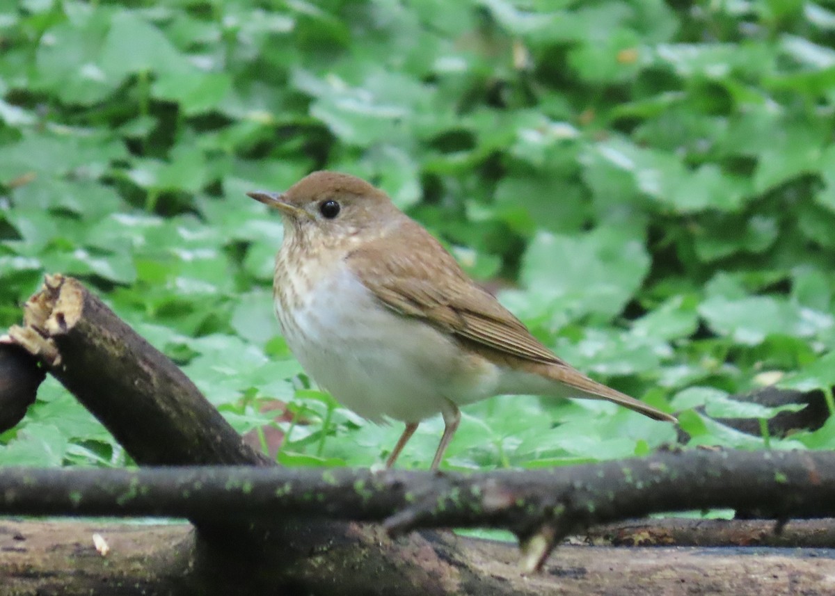 Veery - ML635210101
