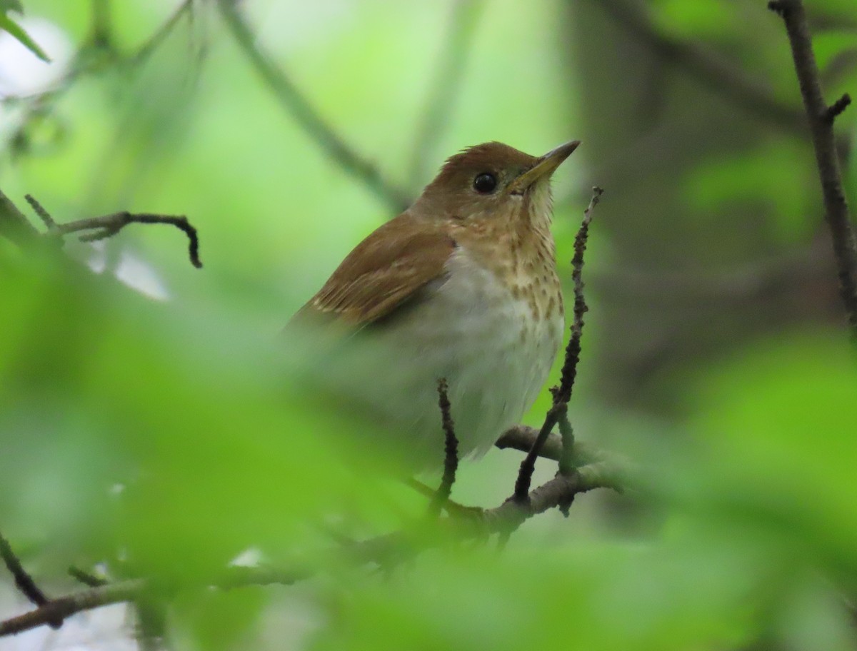 Veery - ML635210103