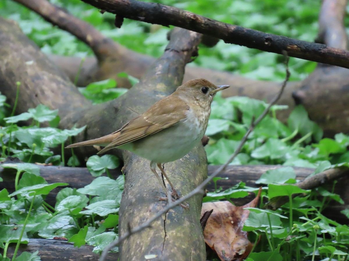 Veery - ML635210104