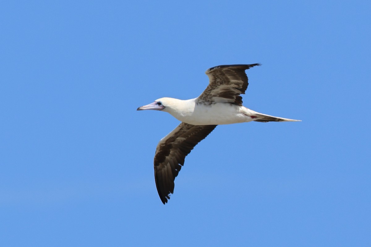 Red-footed Booby - ML635210132
