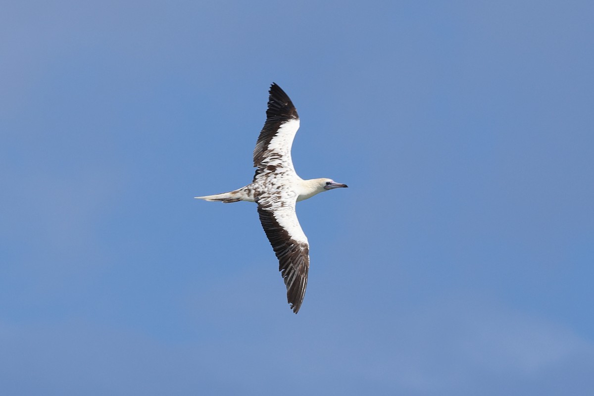 Red-footed Booby - ML635210133