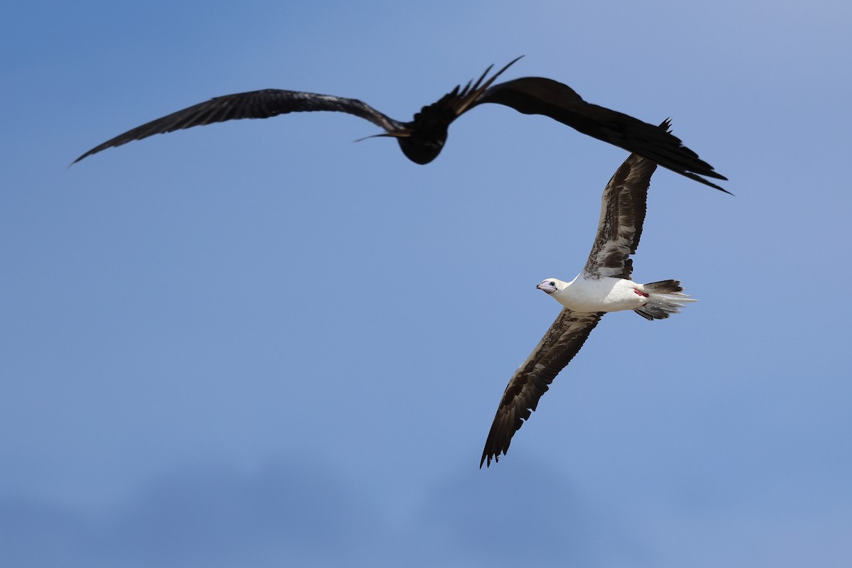 Red-footed Booby - ML635210134