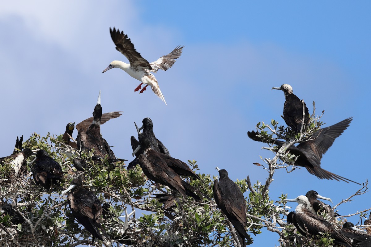Red-footed Booby - ML635210135