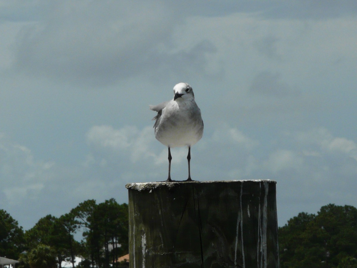Laughing Gull - ML635210295