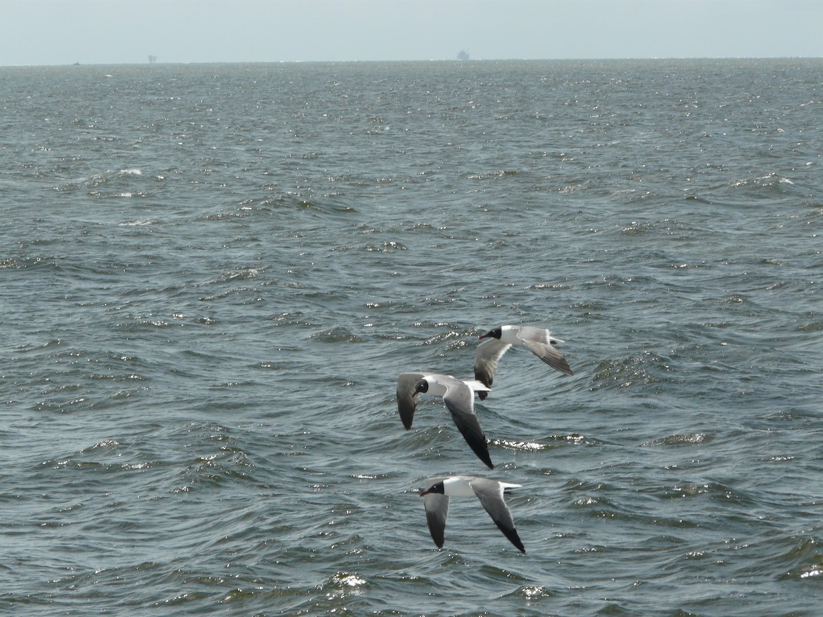 Laughing Gull - ML635210297