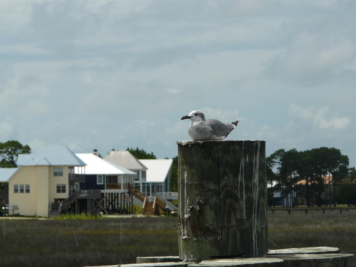 Laughing Gull - ML635210298