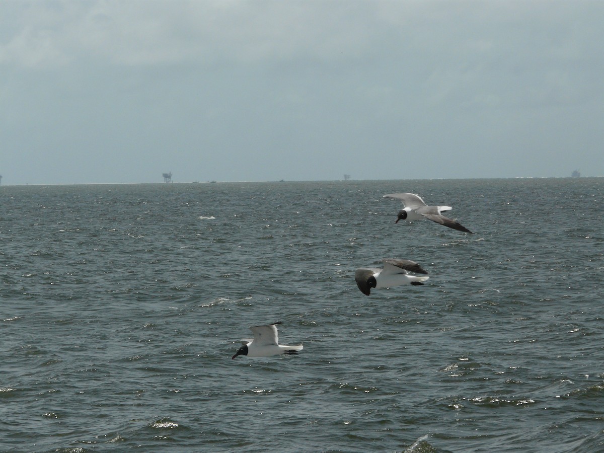 Laughing Gull - ML635210299