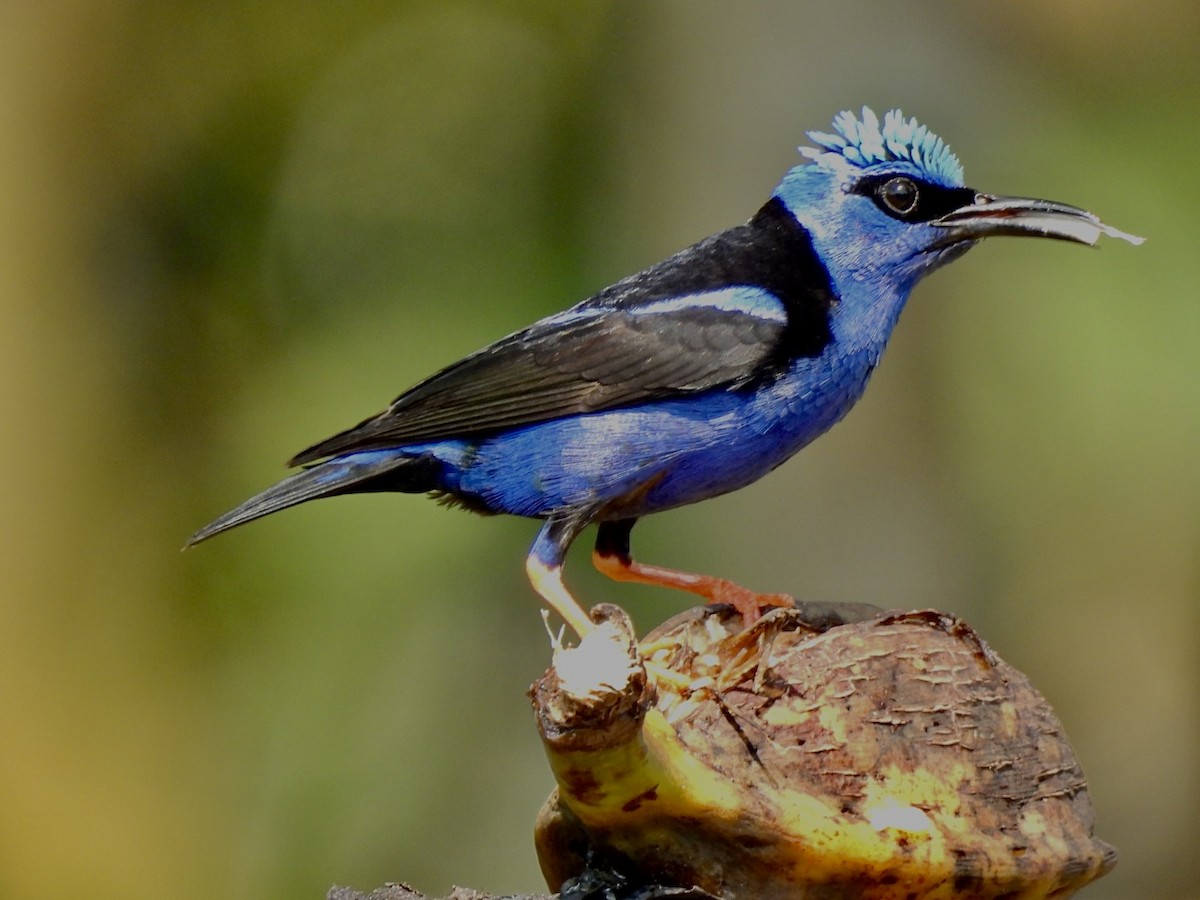 Red-legged Honeycreeper - ML635210306