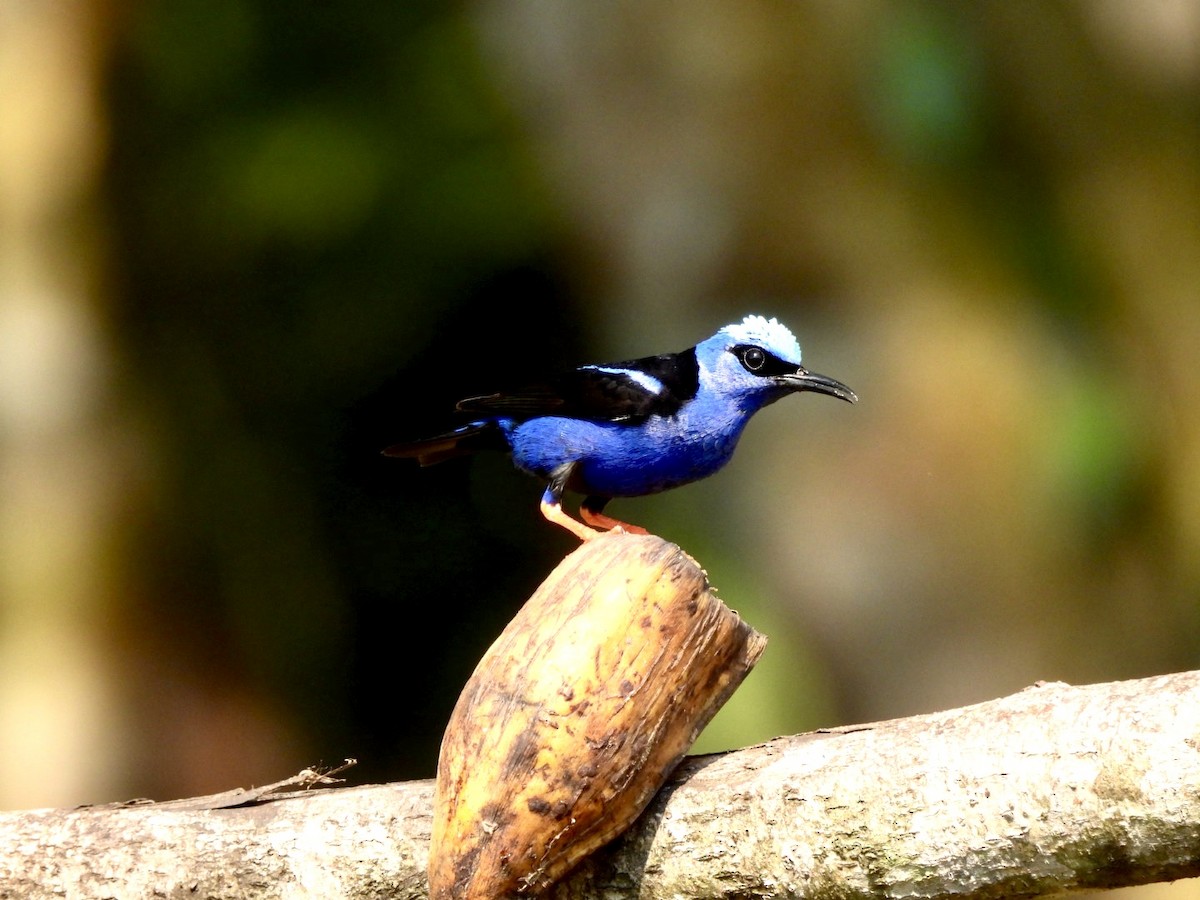 Red-legged Honeycreeper - ML635210307