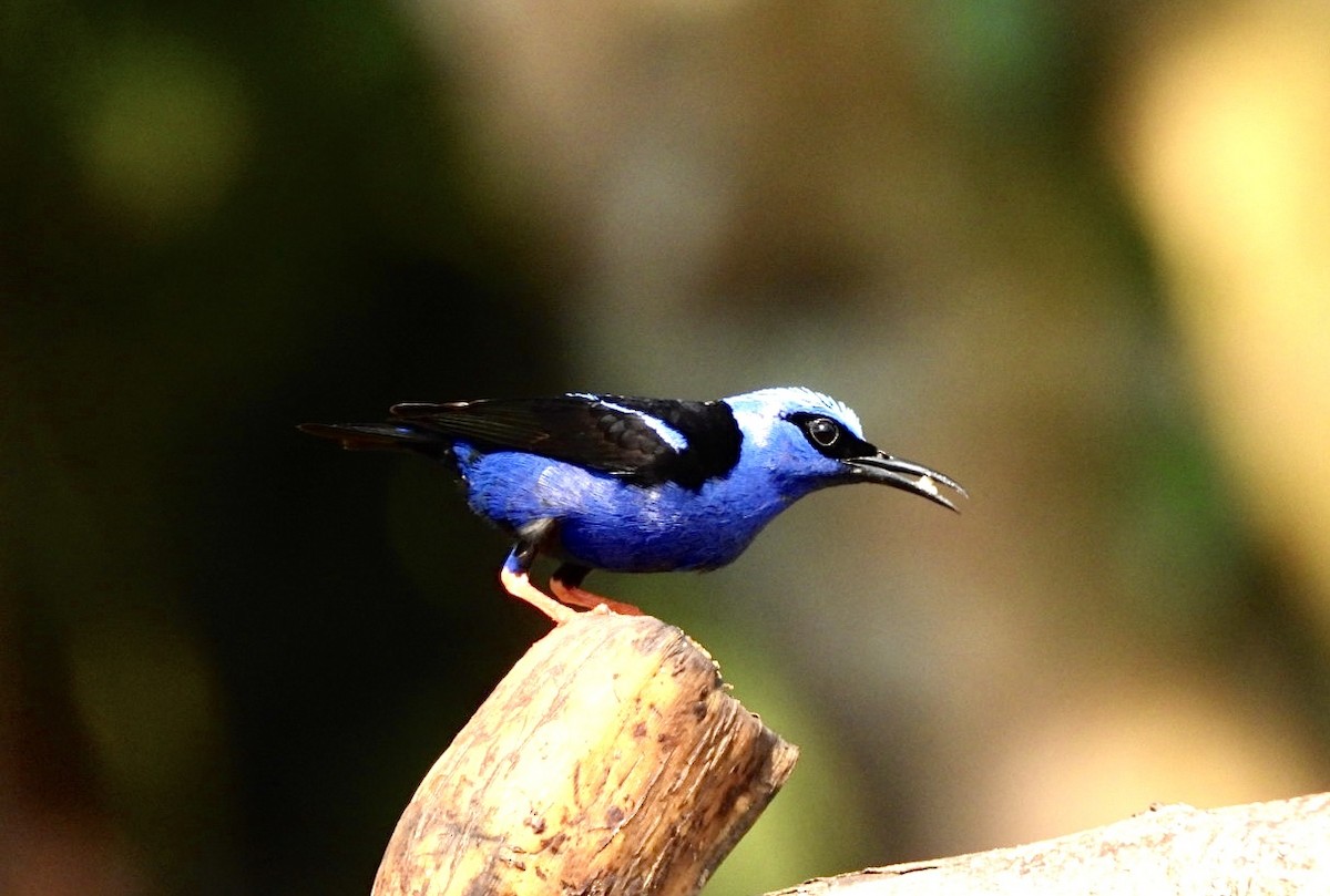 Red-legged Honeycreeper - ML635210308