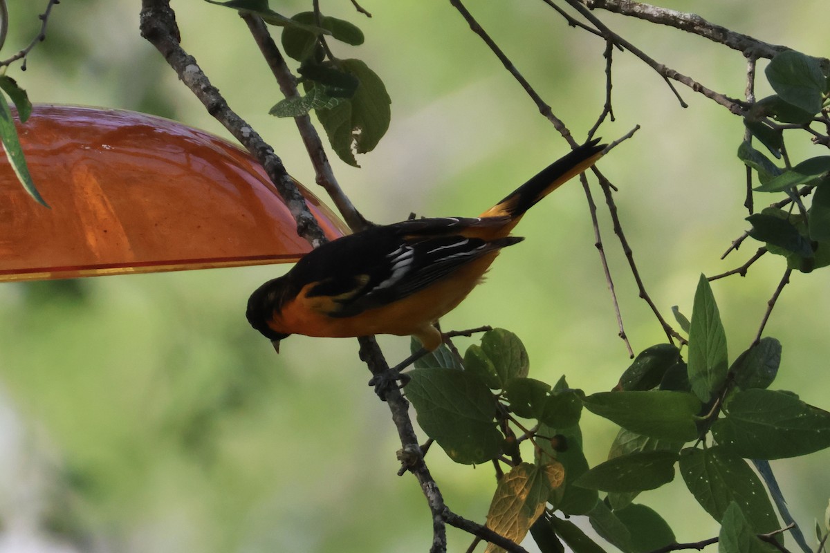 Baltimore Oriole - ML635210371
