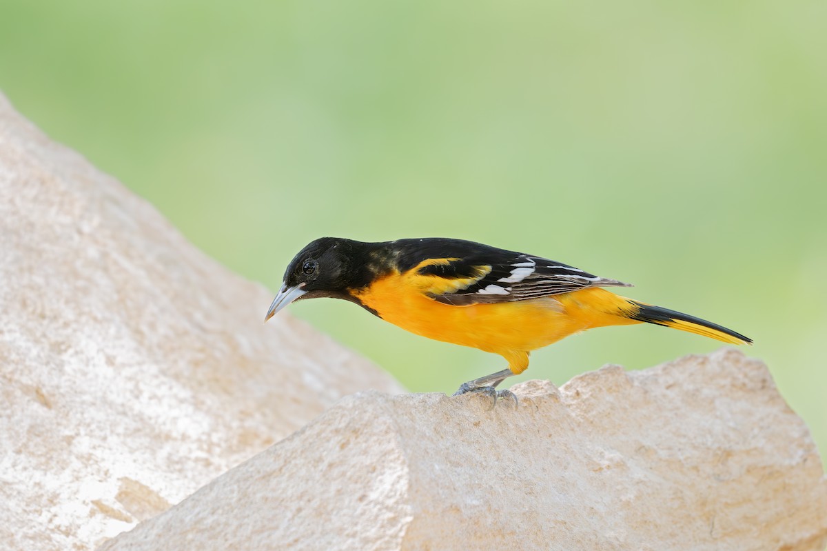 Baltimore Oriole - ML635210415