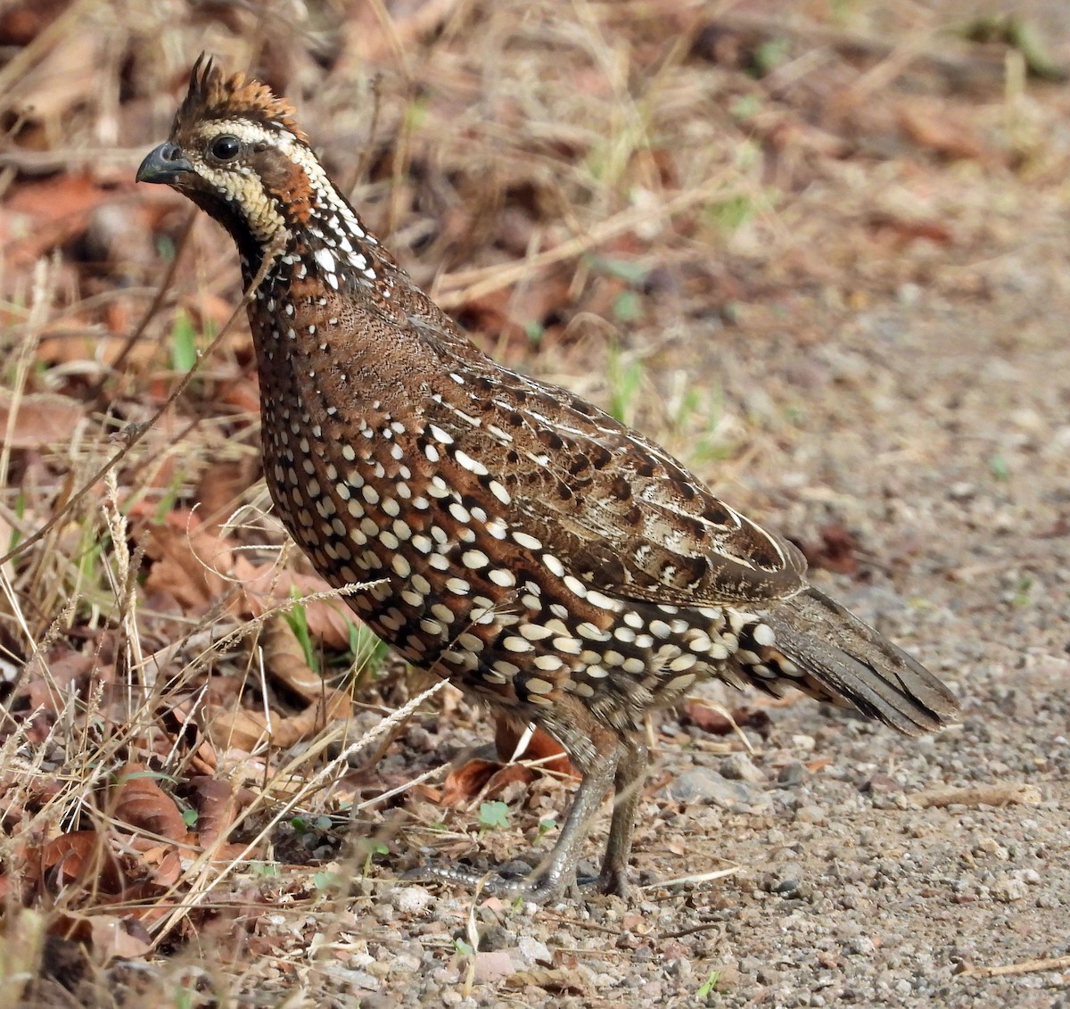 Spot-bellied Bobwhite - ML635210450