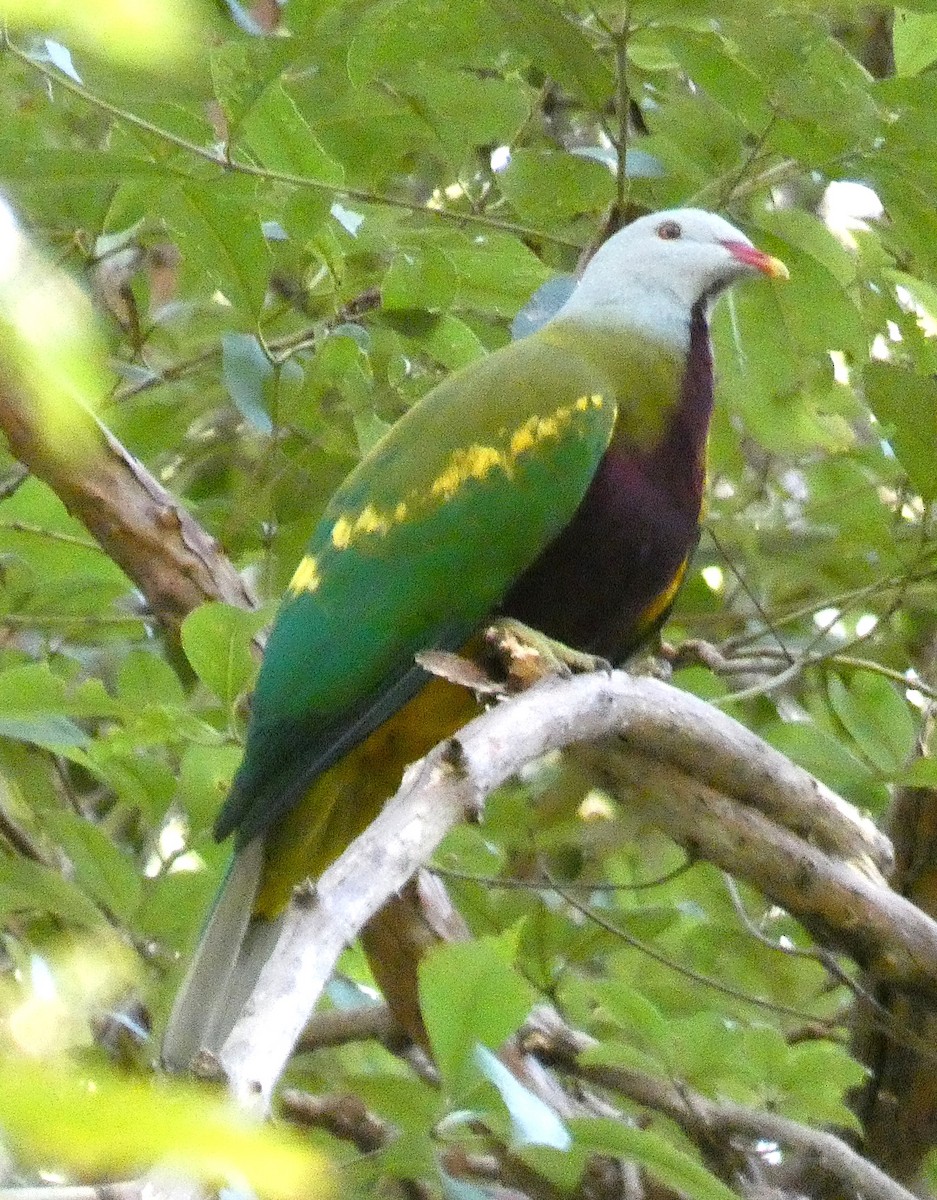 Wompoo Fruit-Dove - ML635210518