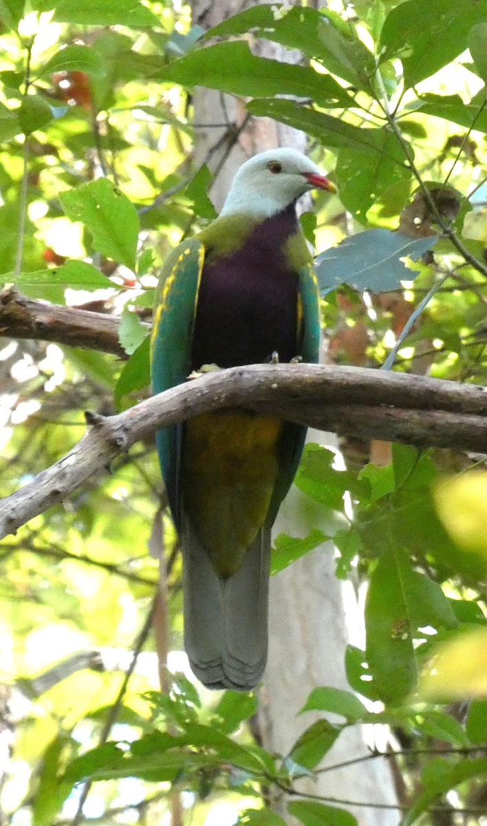 Wompoo Fruit-Dove - ML635210519