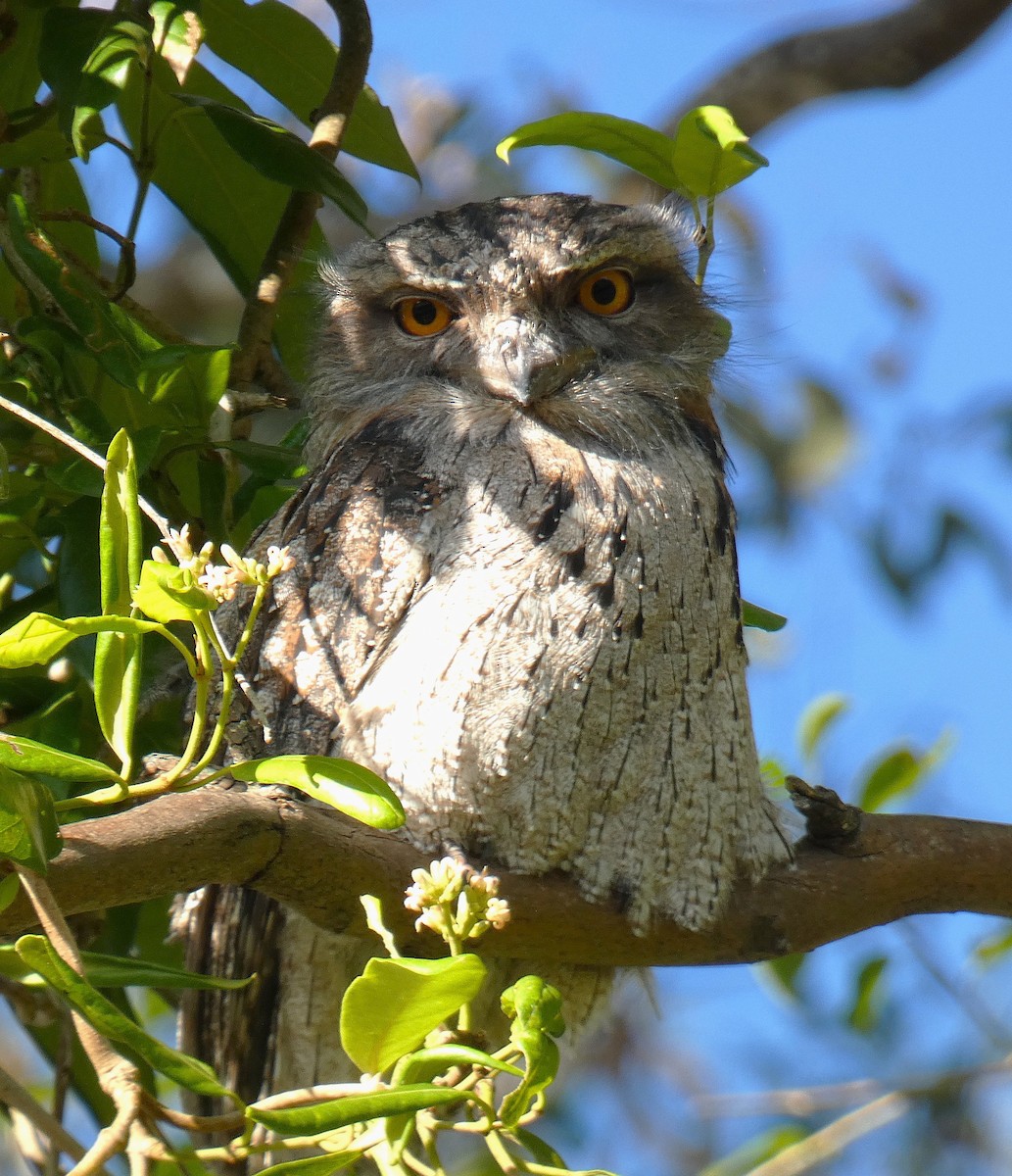 Tawny Frogmouth - ML635210549