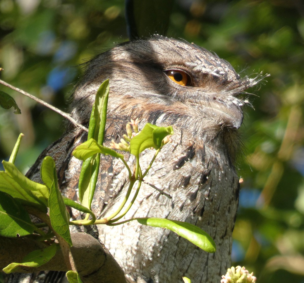 Tawny Frogmouth - ML635210550
