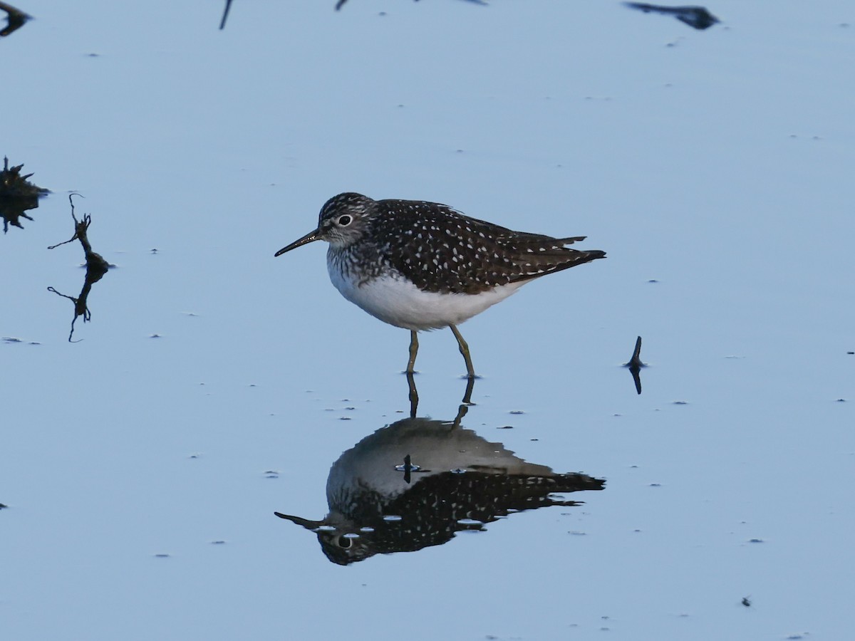 eremittsnipe - ML635210552