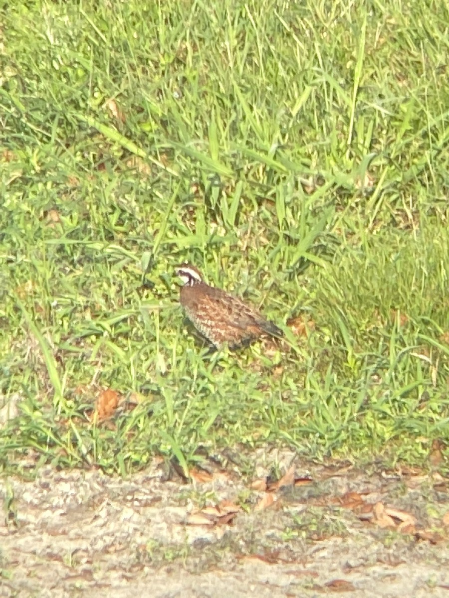 Northern Bobwhite - ML635210654