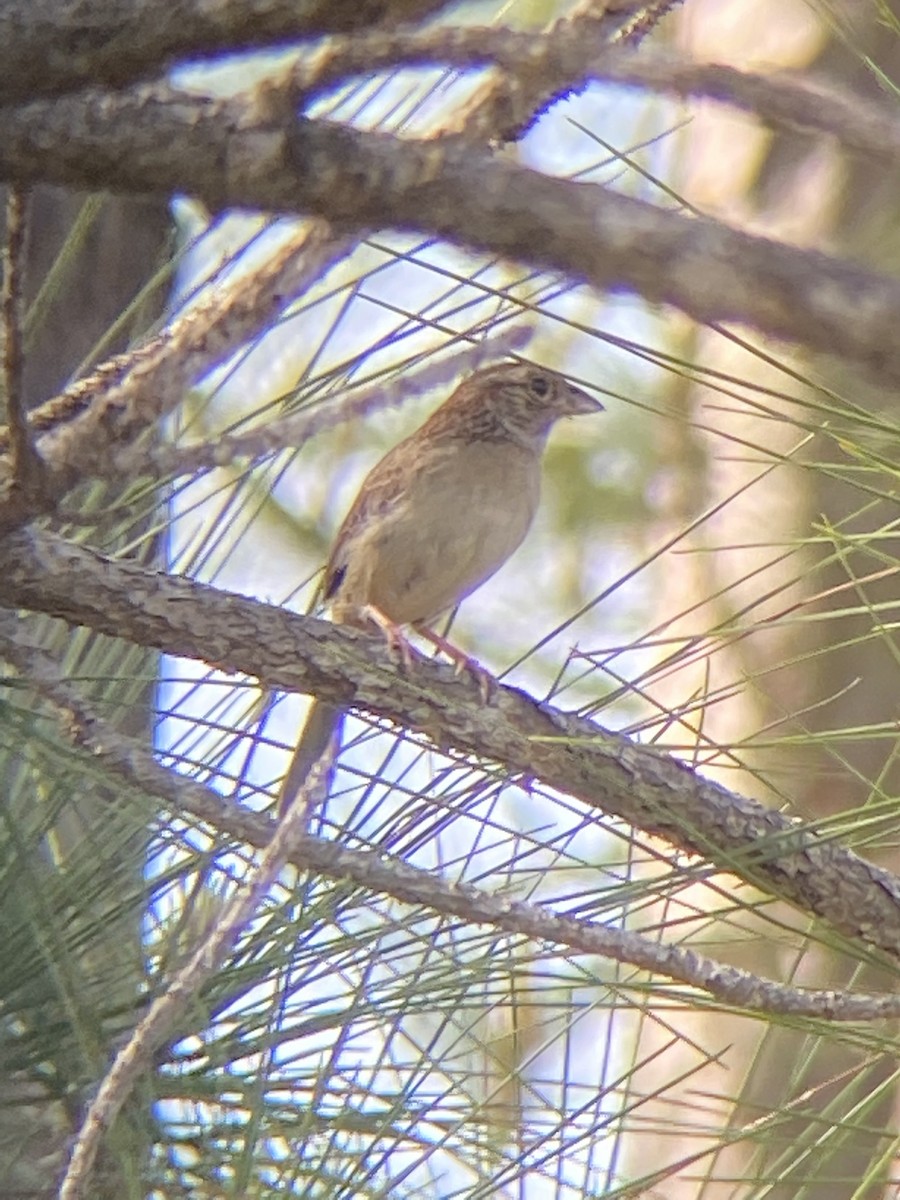 Bachman's Sparrow - ML635210694