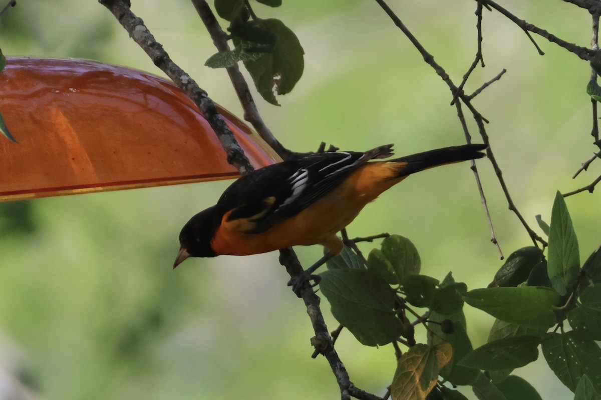 Baltimore Oriole - ML635210744