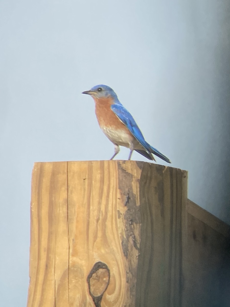 Eastern Bluebird - ML635210808