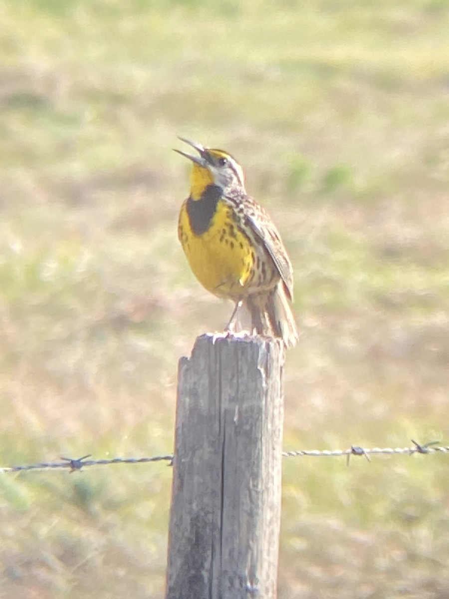 Eastern Meadowlark - ML635210847