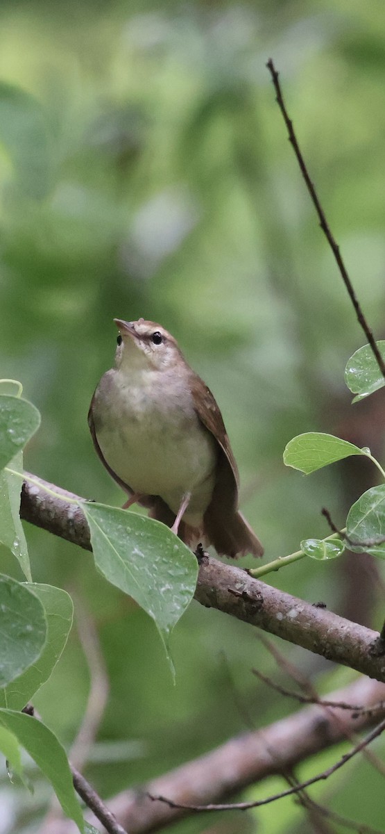 Swainson's Warbler - ML635211193