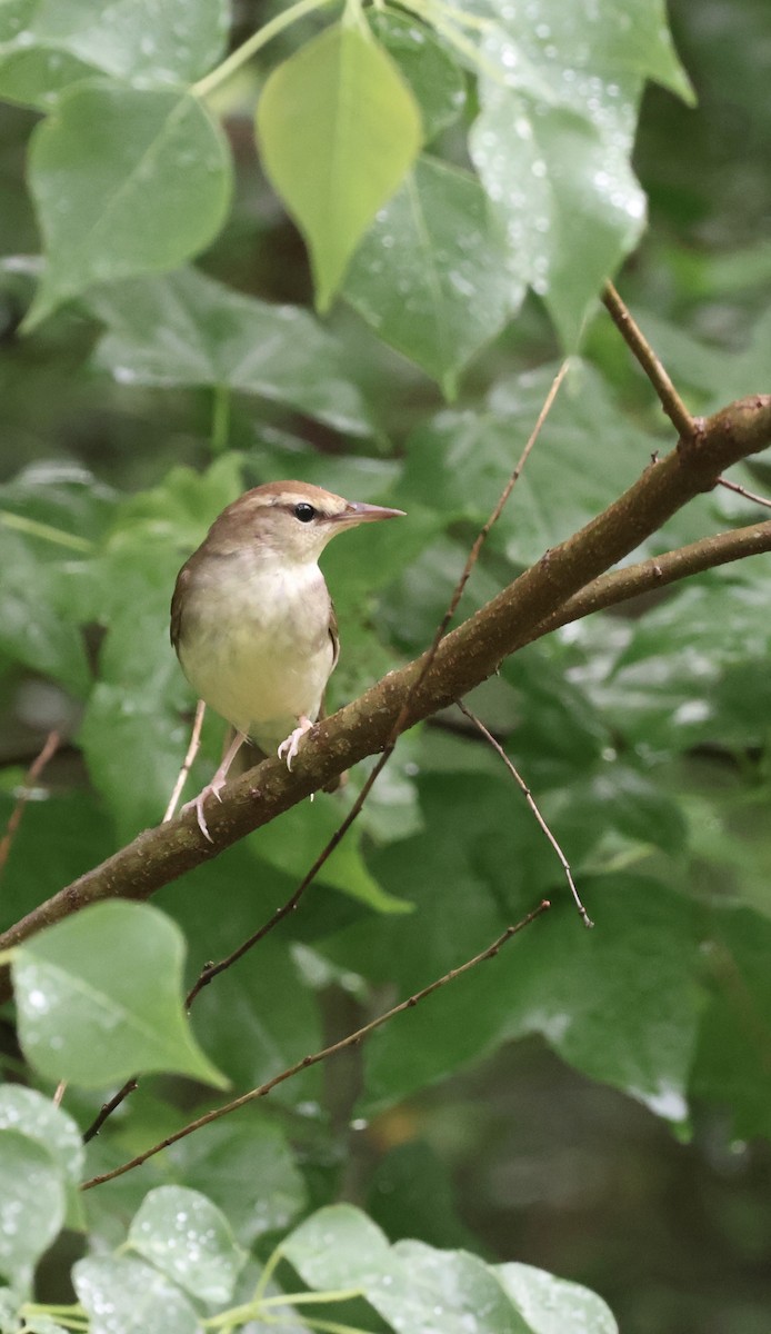 Swainson's Warbler - ML635211194