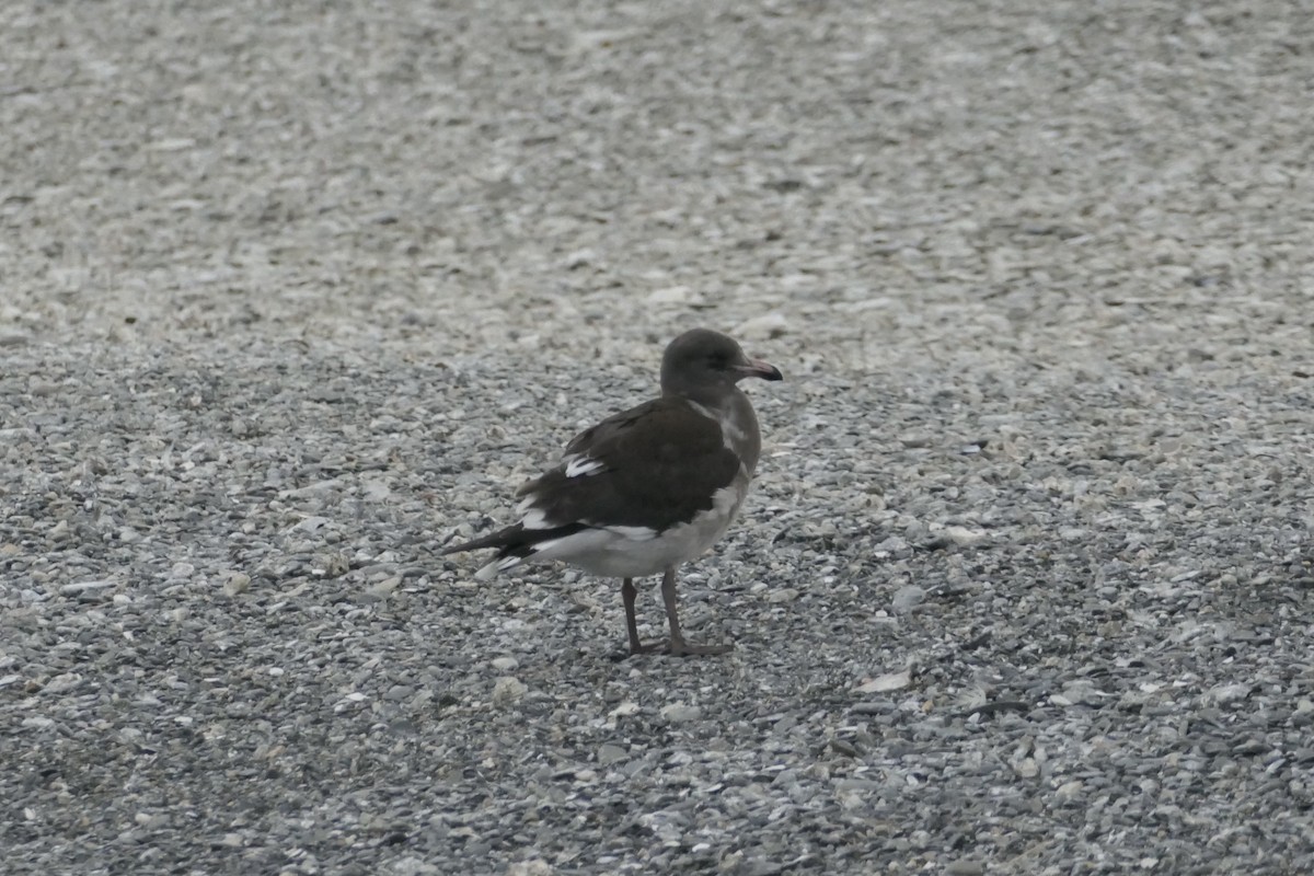 Dolphin Gull - ML635211461