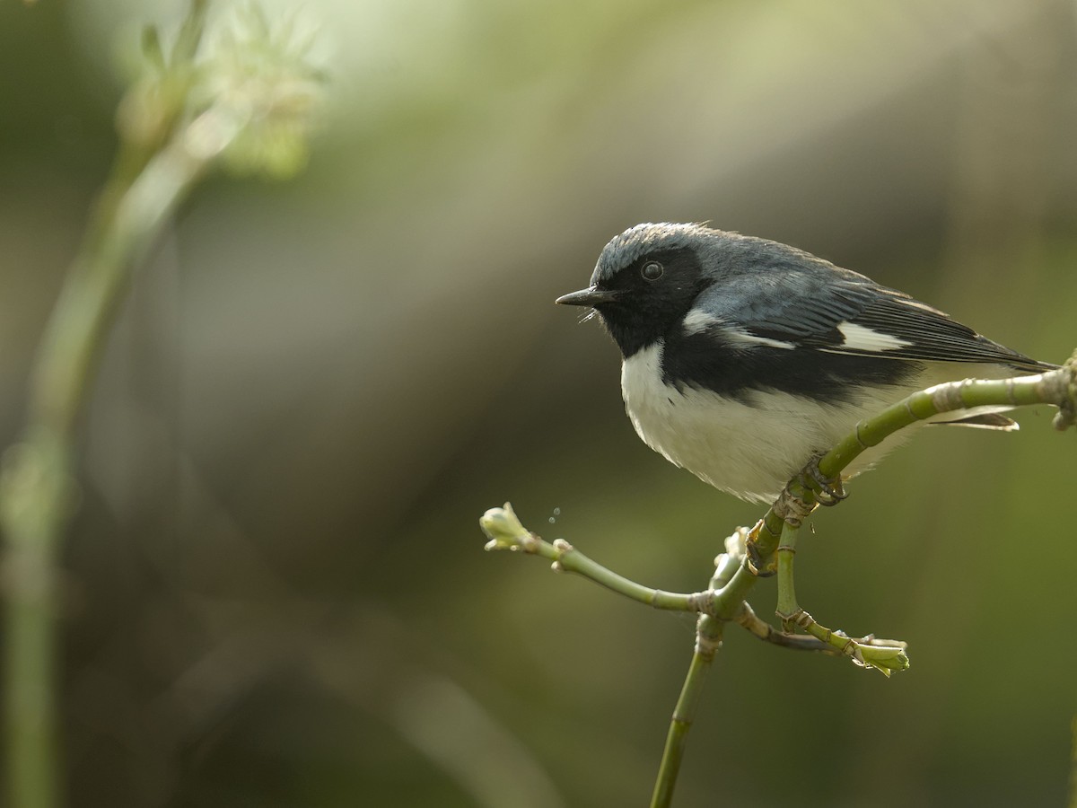 Black-throated Blue Warbler - ML635211580