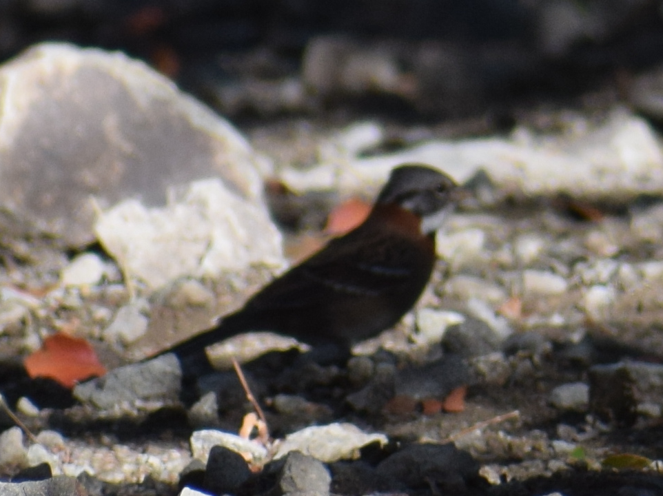 Rufous-collared Sparrow - ML635211587