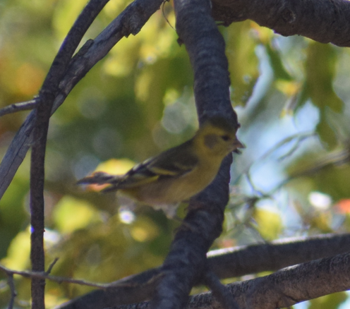 Black-chinned Siskin - ML635211675