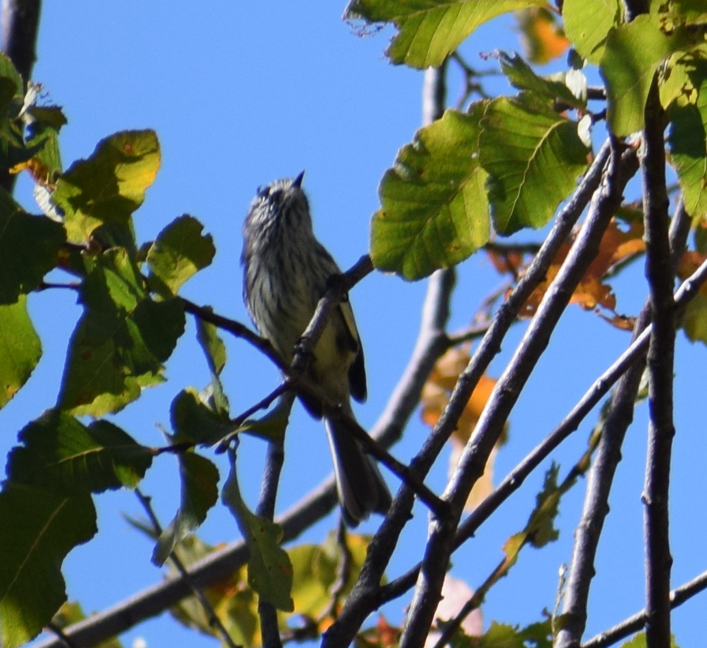 Tufted Tit-Tyrant - ML635211681