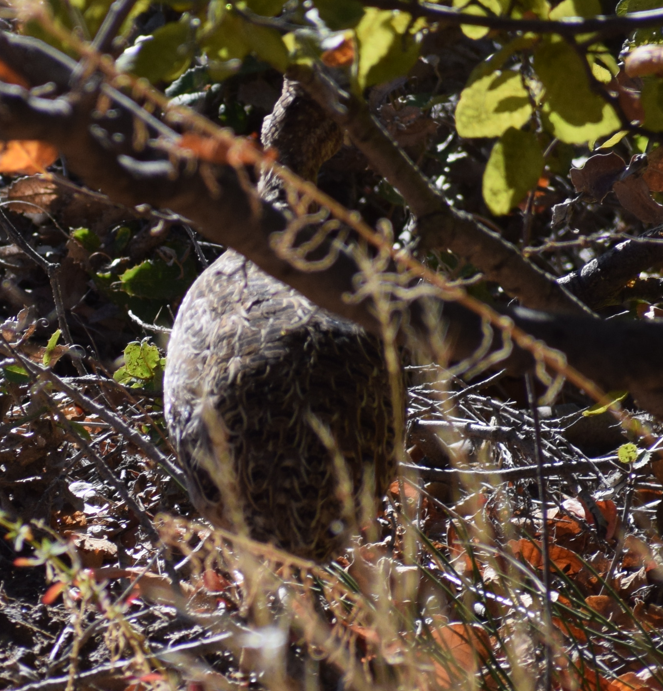 Chilean Tinamou - ML635211708