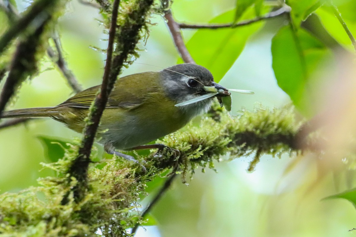 Common Chlorospingus - ML635211900