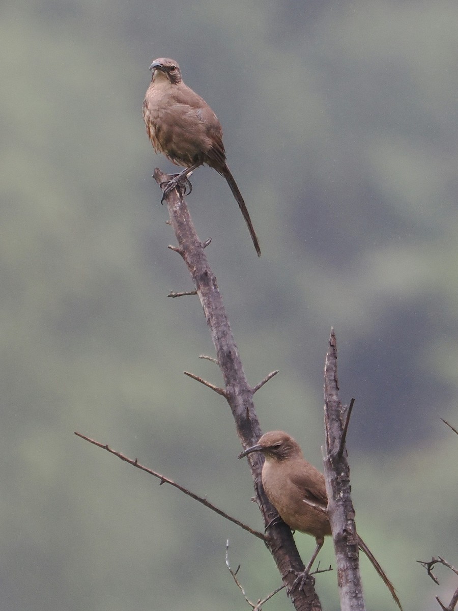 California Thrasher - ML635211959