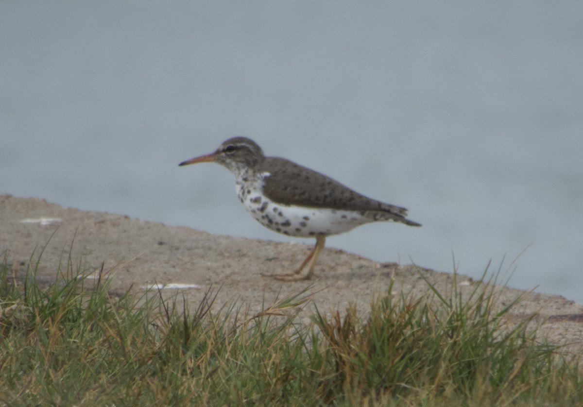 Spotted Sandpiper - ML635212069