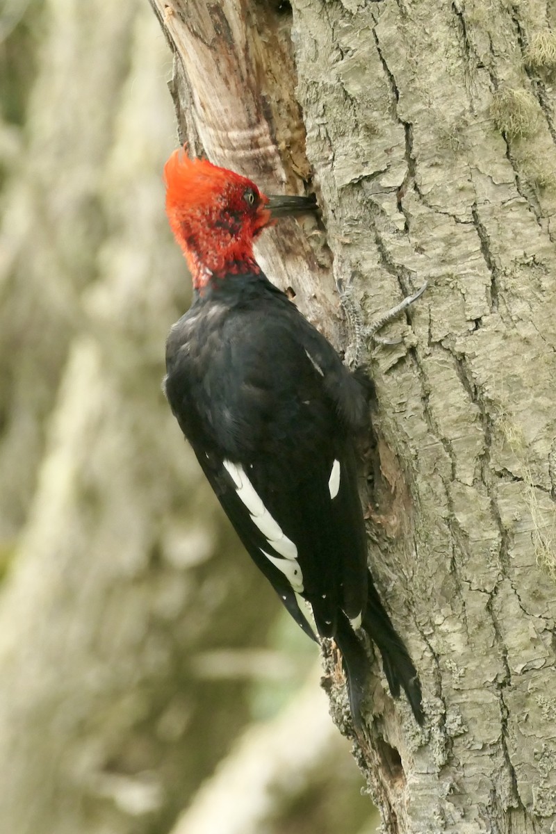 Magellanic Woodpecker - ML635212114