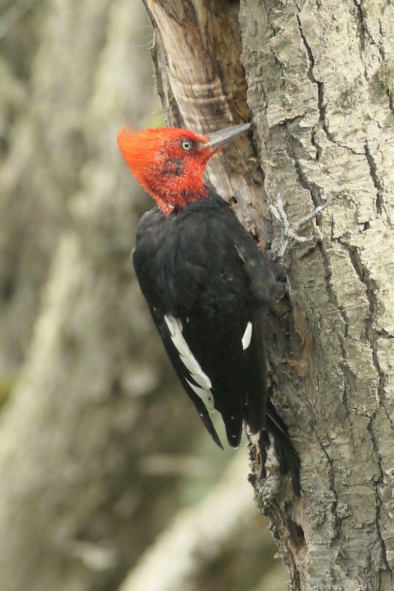Magellanic Woodpecker - ML635212116