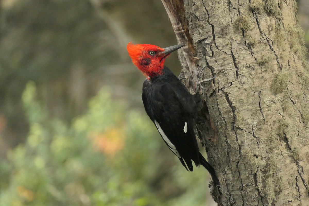 Magellanic Woodpecker - ML635212117