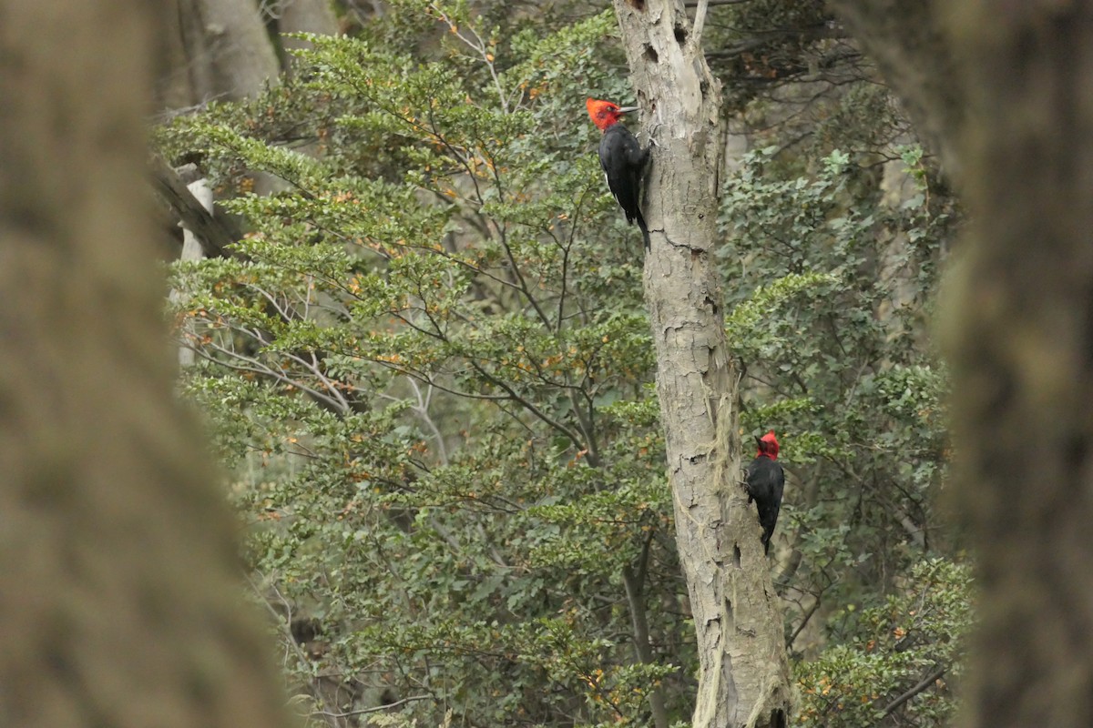 Magellanic Woodpecker - ML635212118