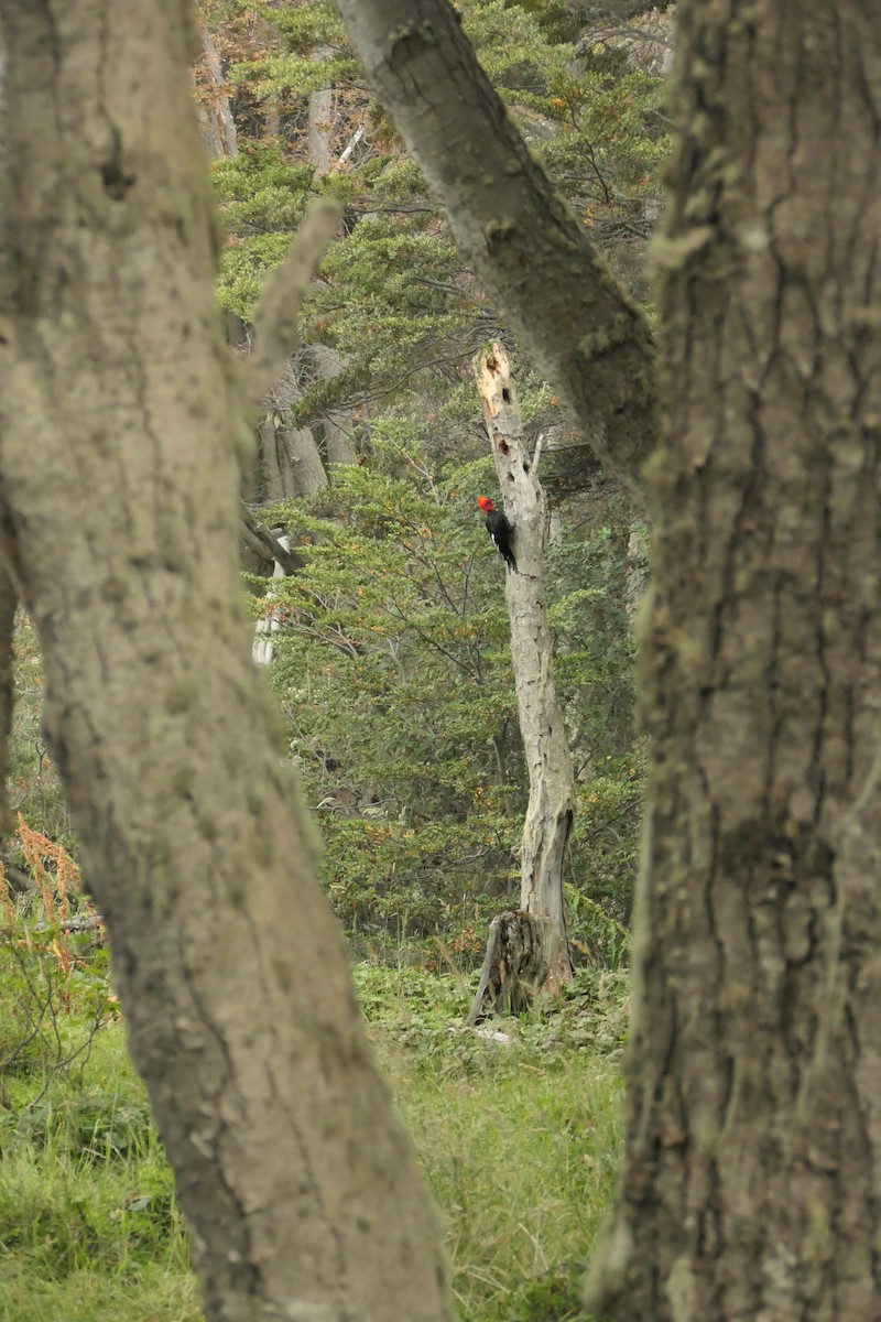 Magellanic Woodpecker - ML635212119