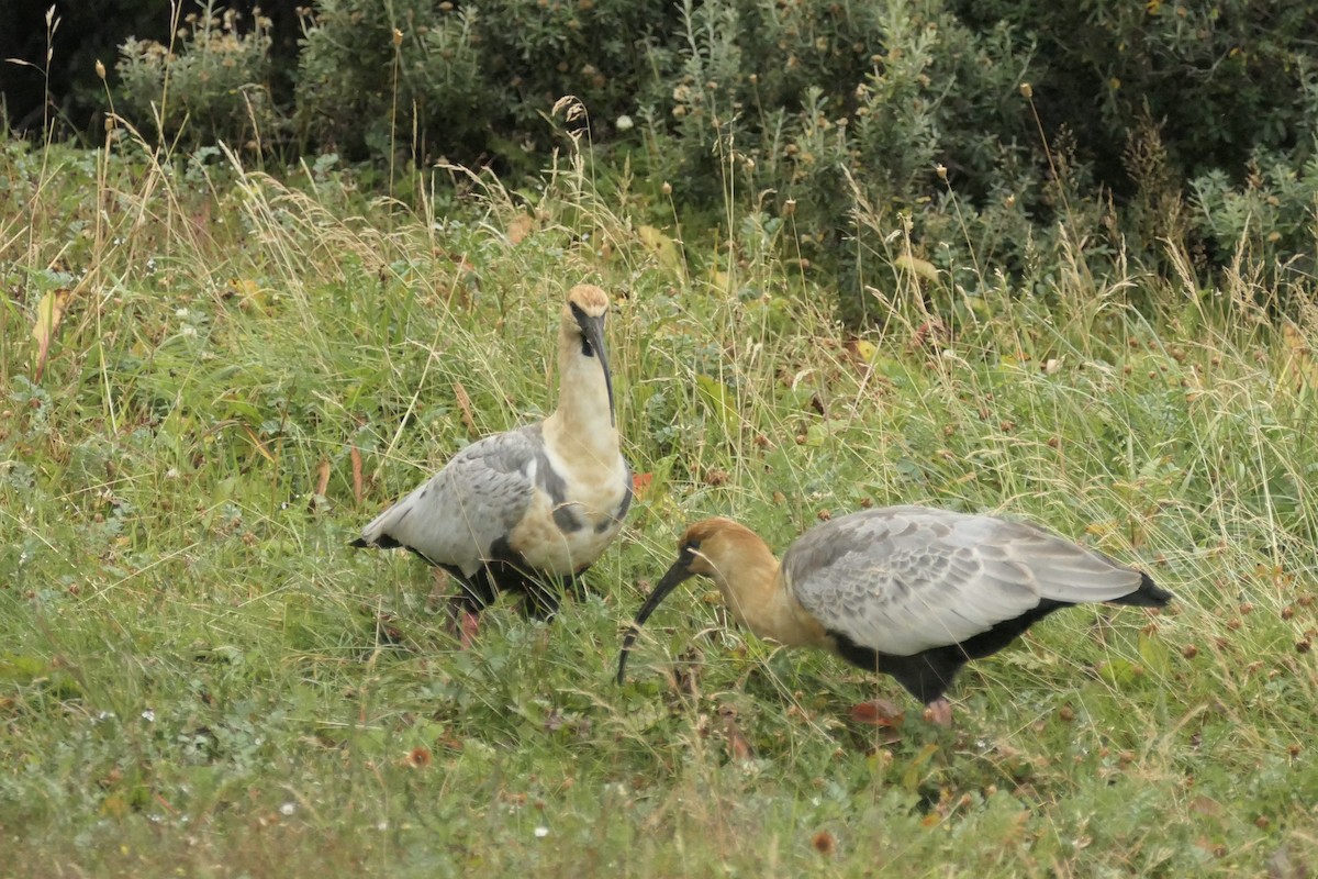 Black-faced Ibis - ML635212161