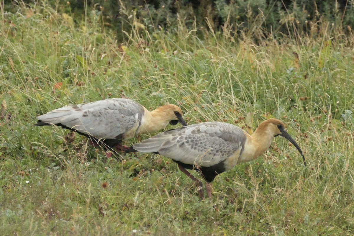 Black-faced Ibis - ML635212163