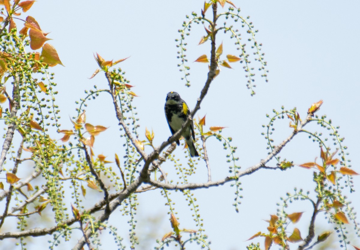 Yellow-rumped Warbler - ML635212408