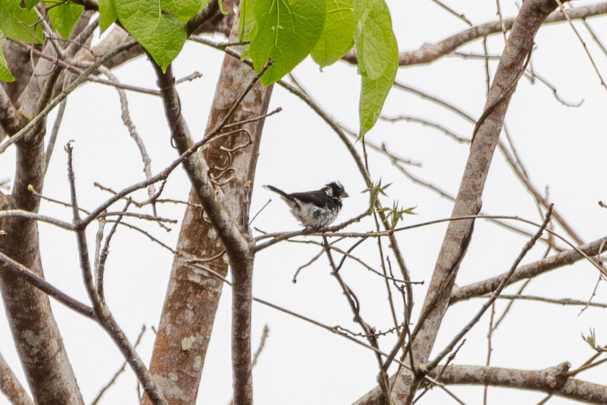 Variable Seedeater - ML635212414