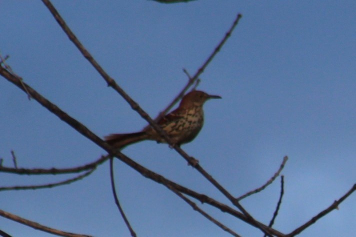 Brown Thrasher - ML635212445