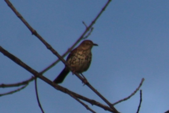 Brown Thrasher - ML635212446